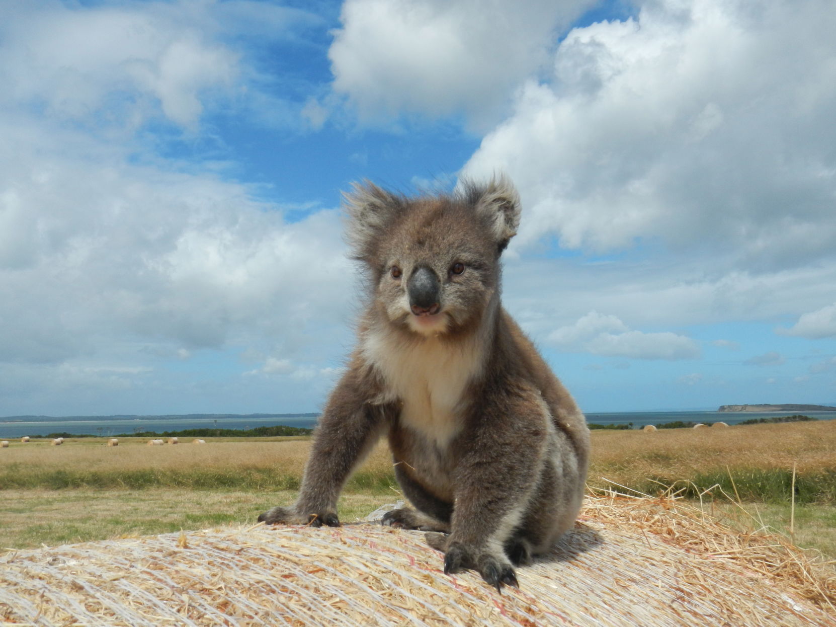 Toby the koala